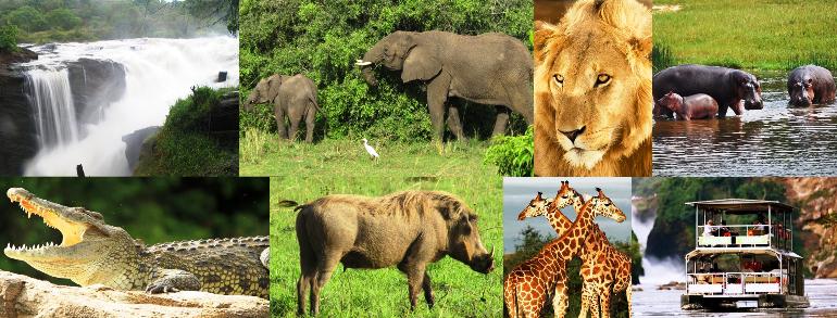 Best parks for game drives in Uganda