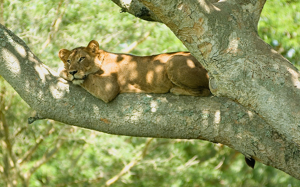 Why Uganda should be on your bucket list