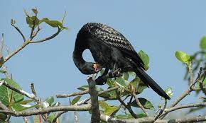 2-Day Private self-drive Safari in Uganda