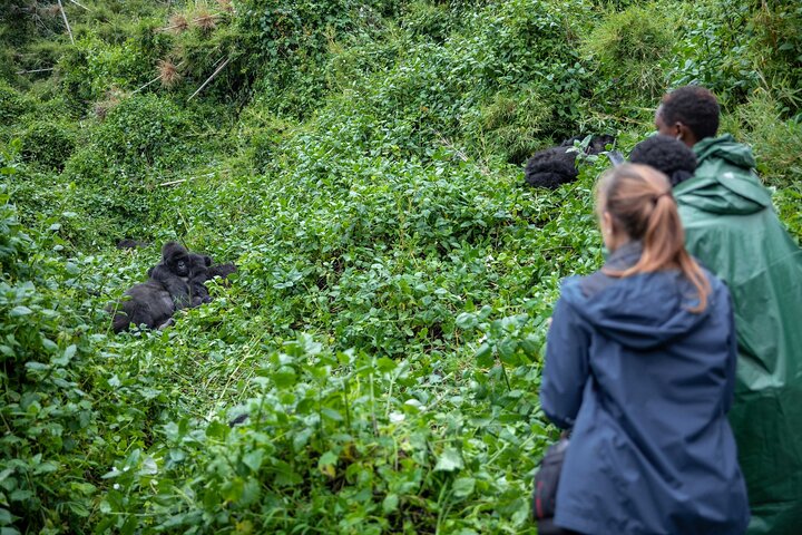 The Best Uganda Safari Parks for Self-Drive Trips