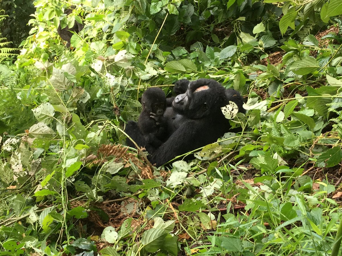 Driving from Kampala to Bwindi Impenetrable Forest